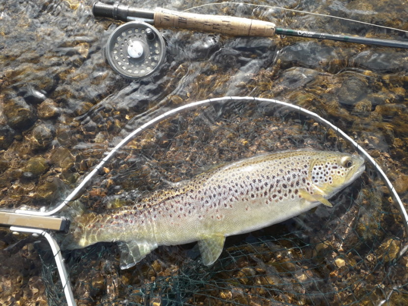 Greenbank trout - AK from Churt-